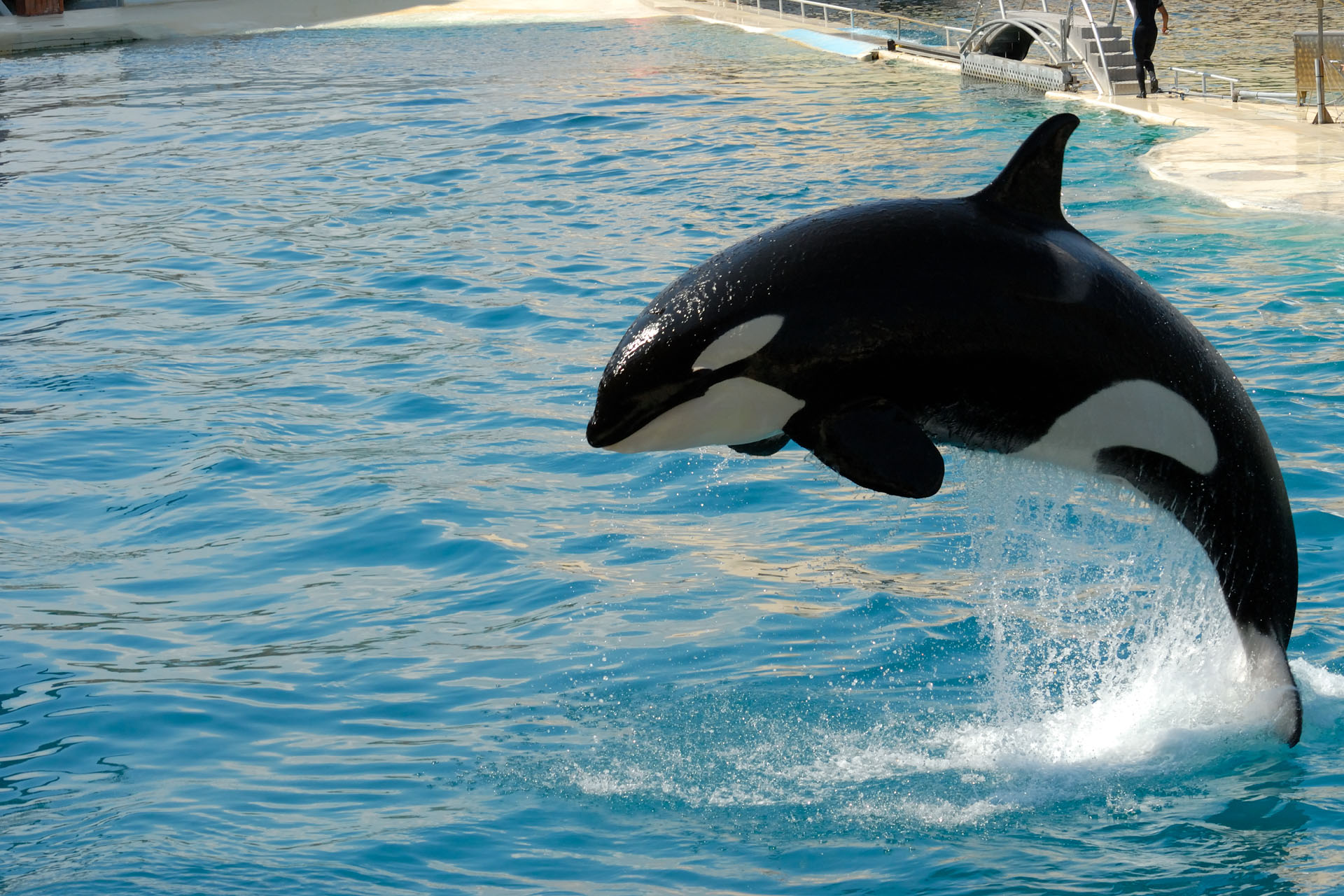 Marineland2006 043