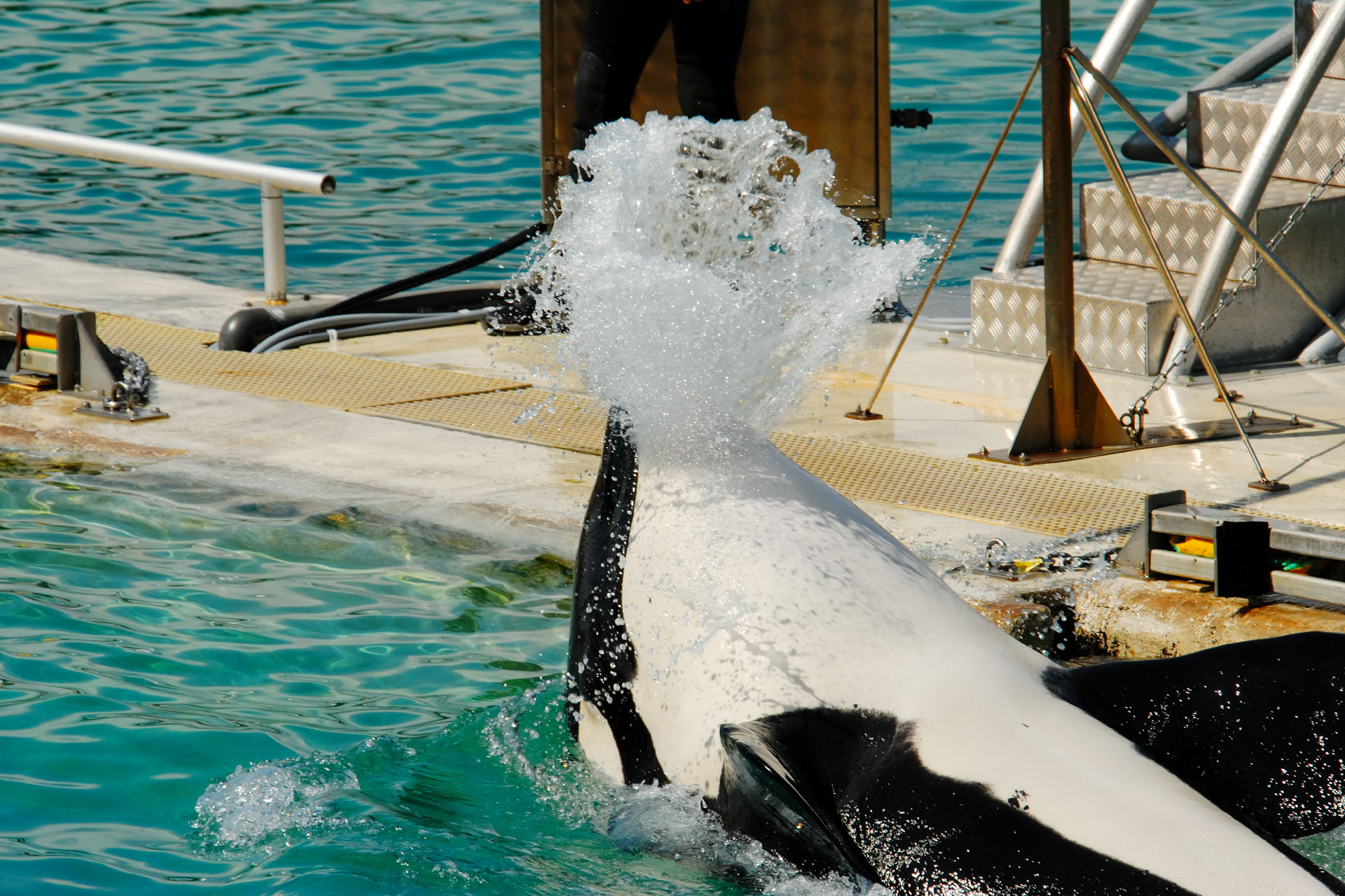 Marineland2006 048