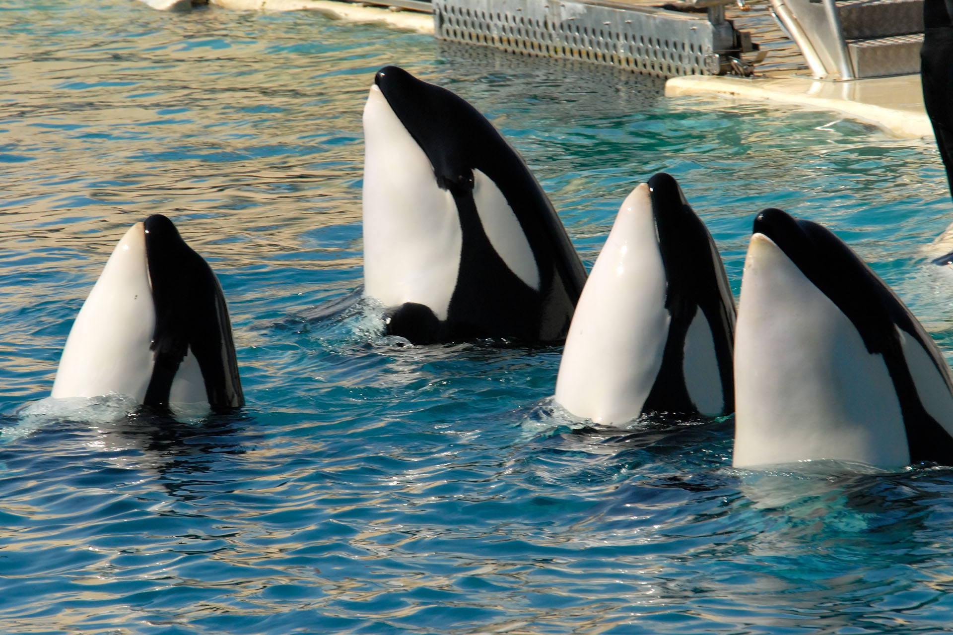 Marineland2006 049