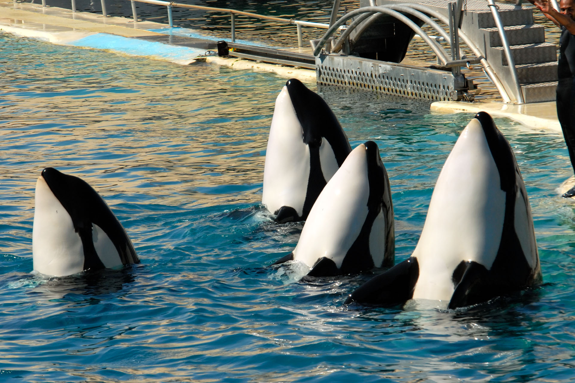 Marineland2006 050