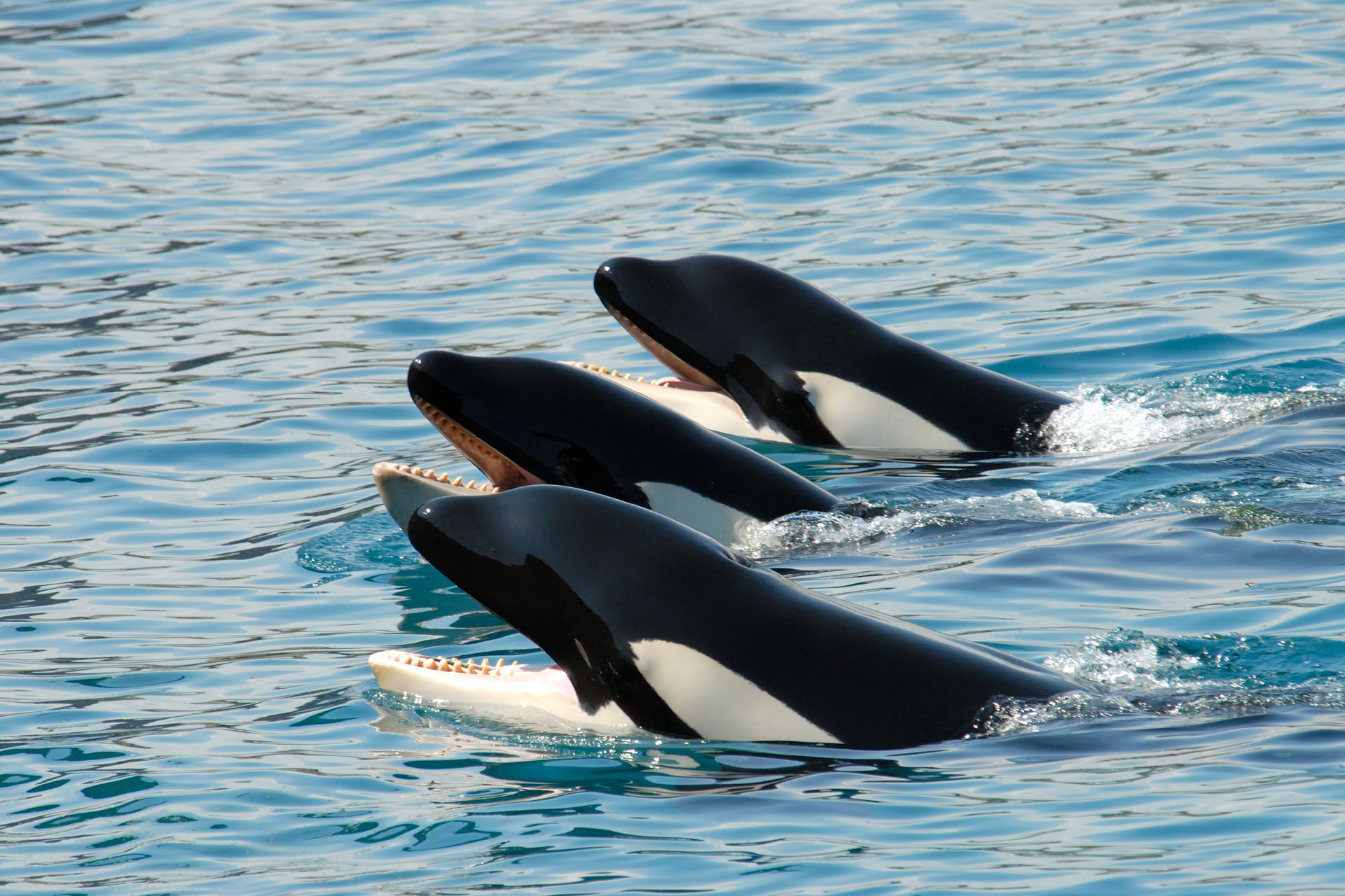 Marineland2006 051