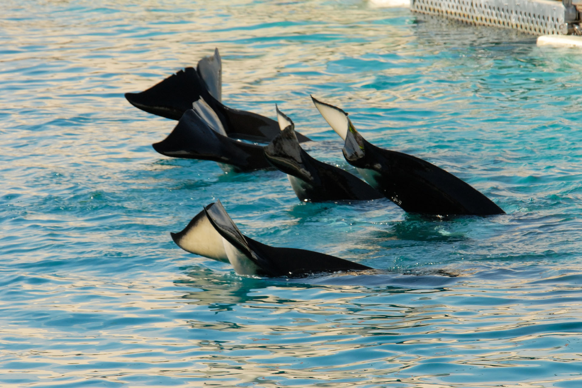 Marineland2006 053