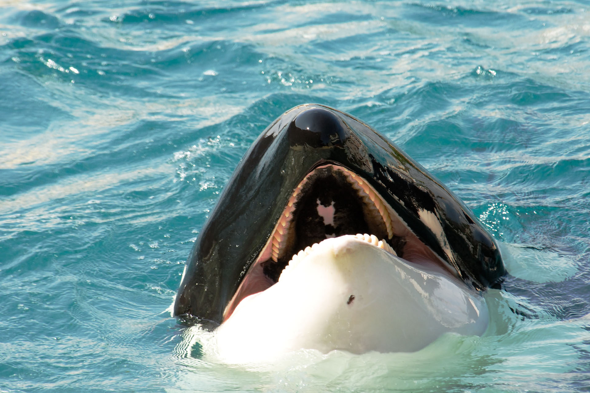 Marineland2006 057