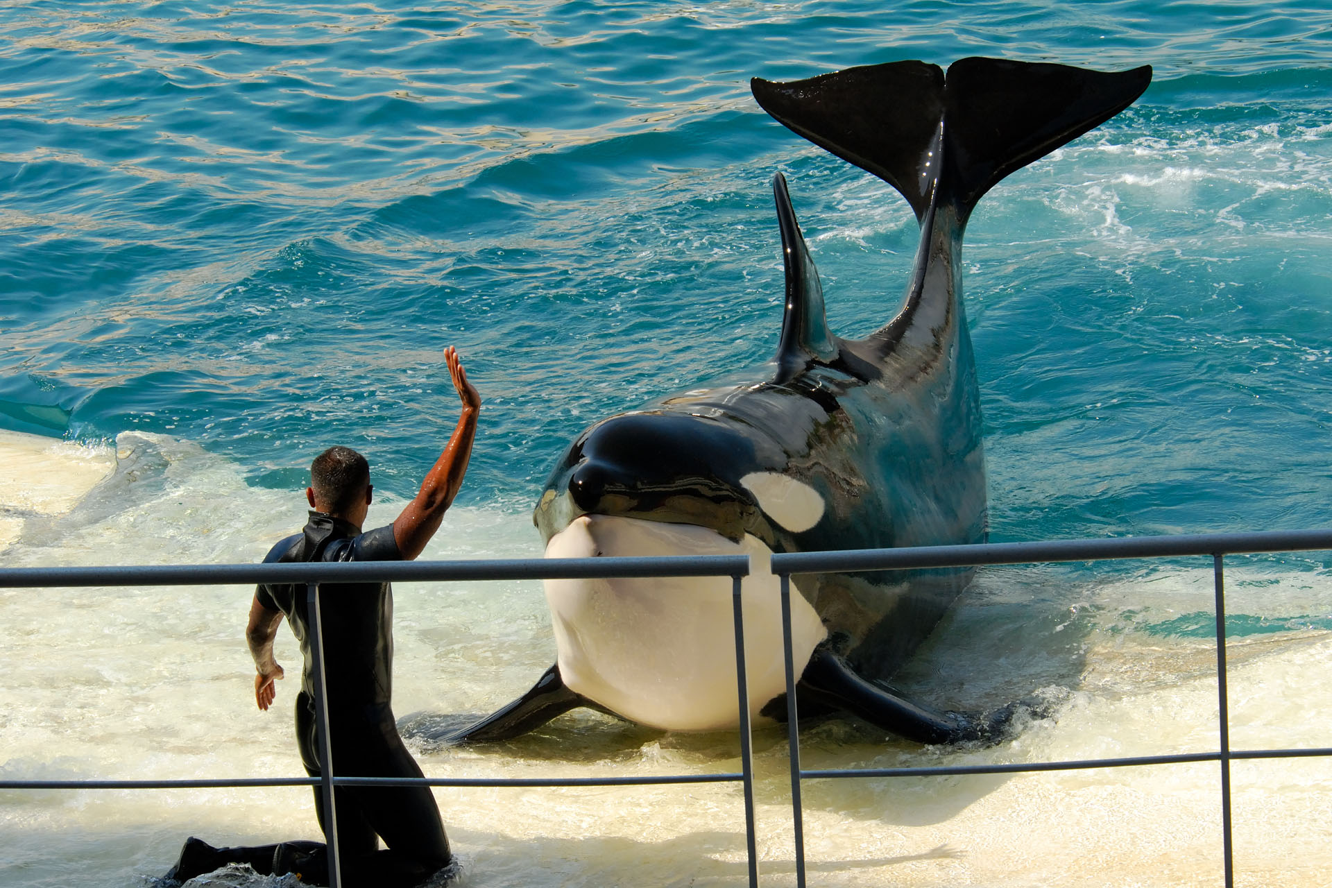 Marineland2006 059