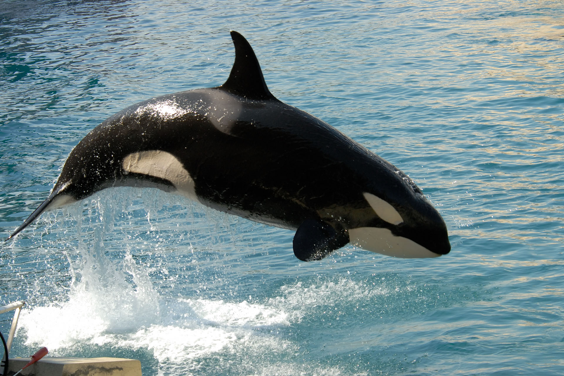 Marineland2006 063