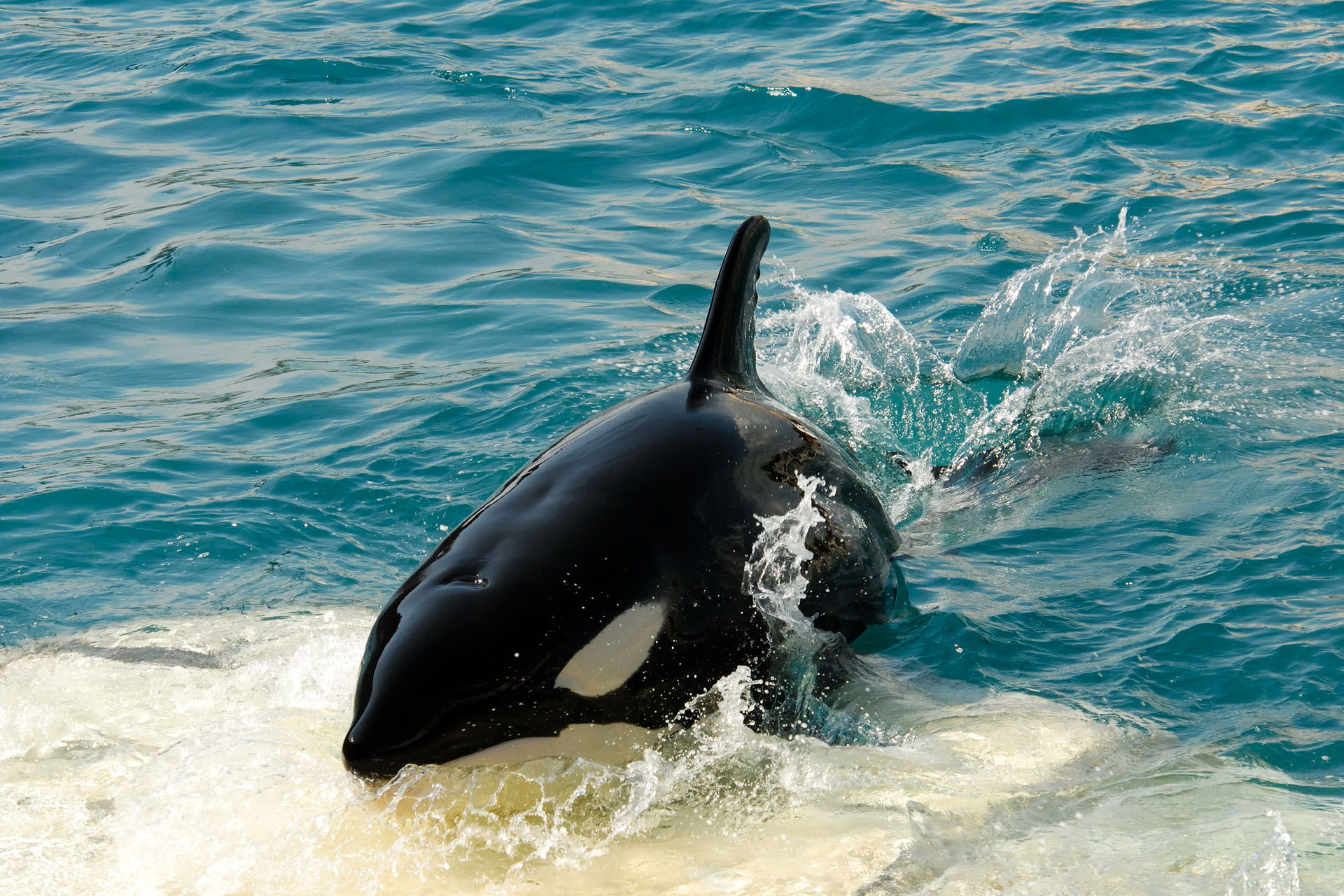 Marineland2006 067