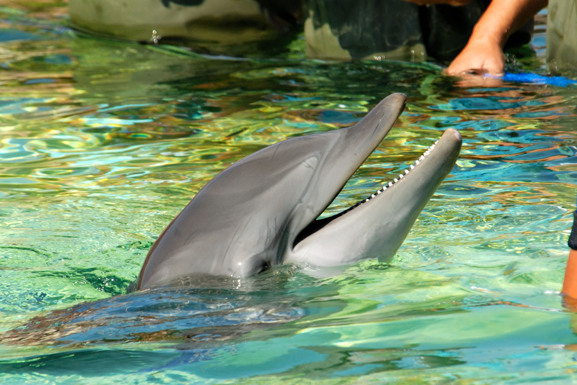 Marineland2006 069