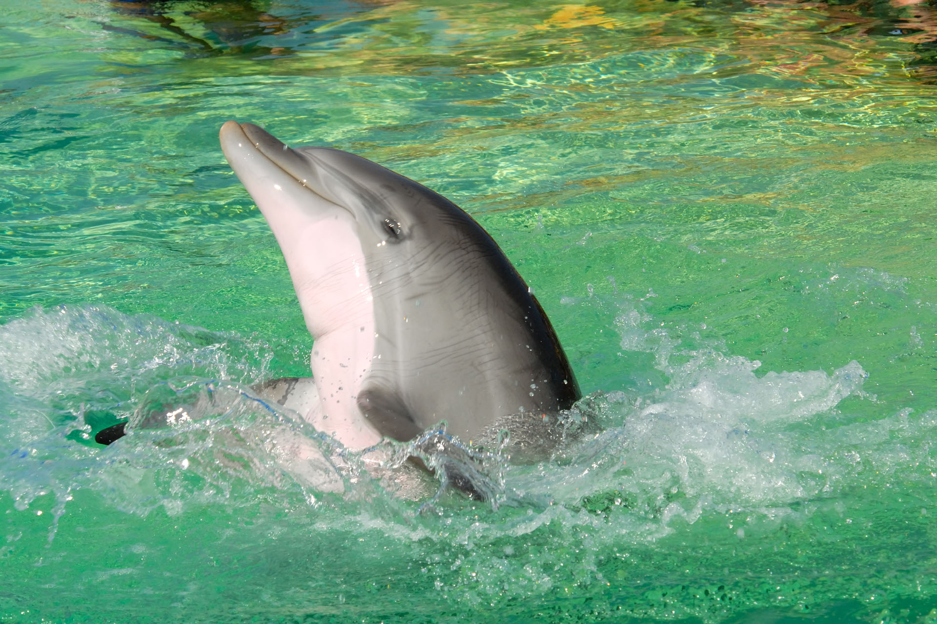Marineland2006 070