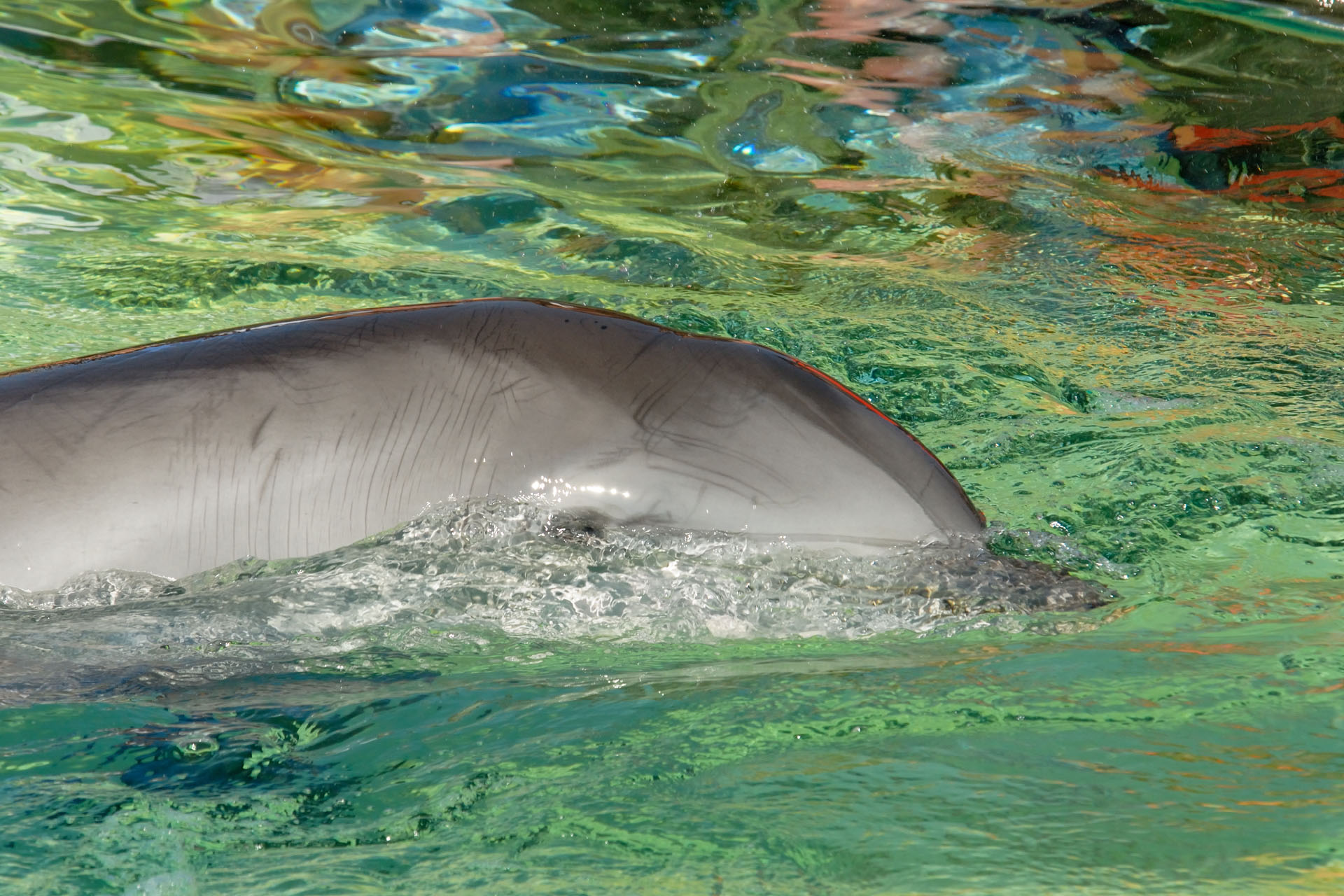 Marineland2006 071