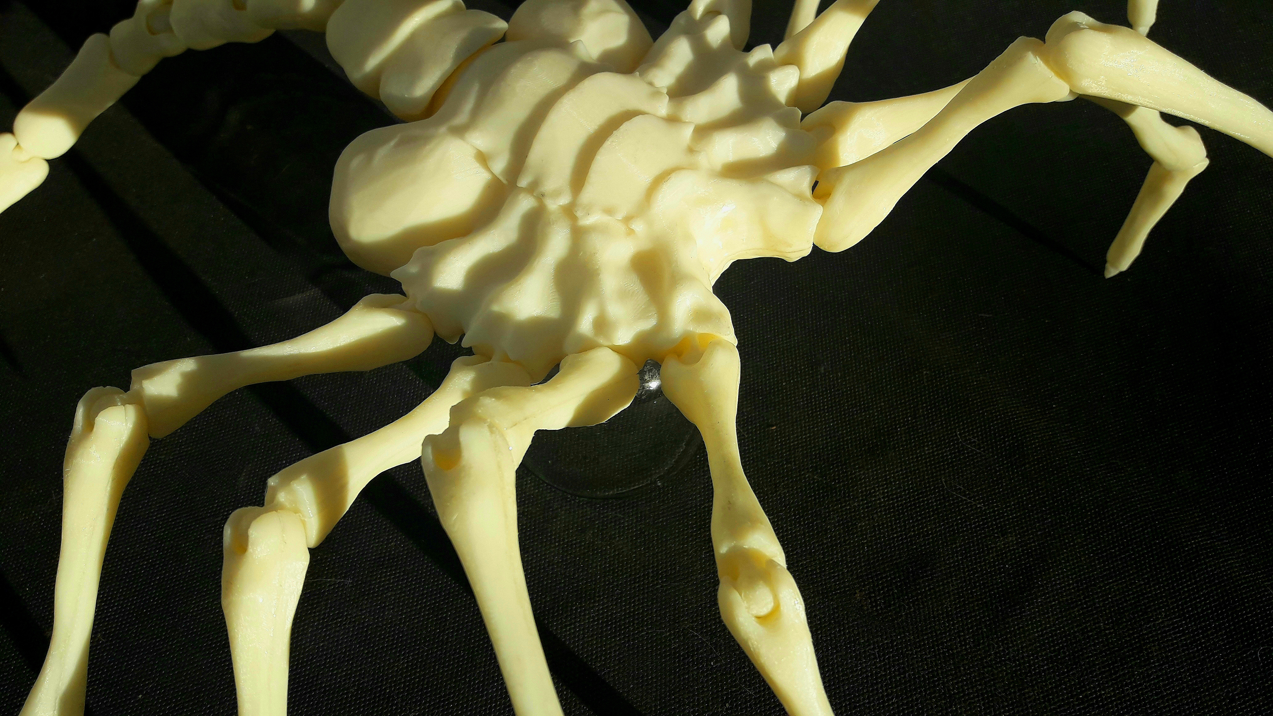 Facehugger Alien 02
