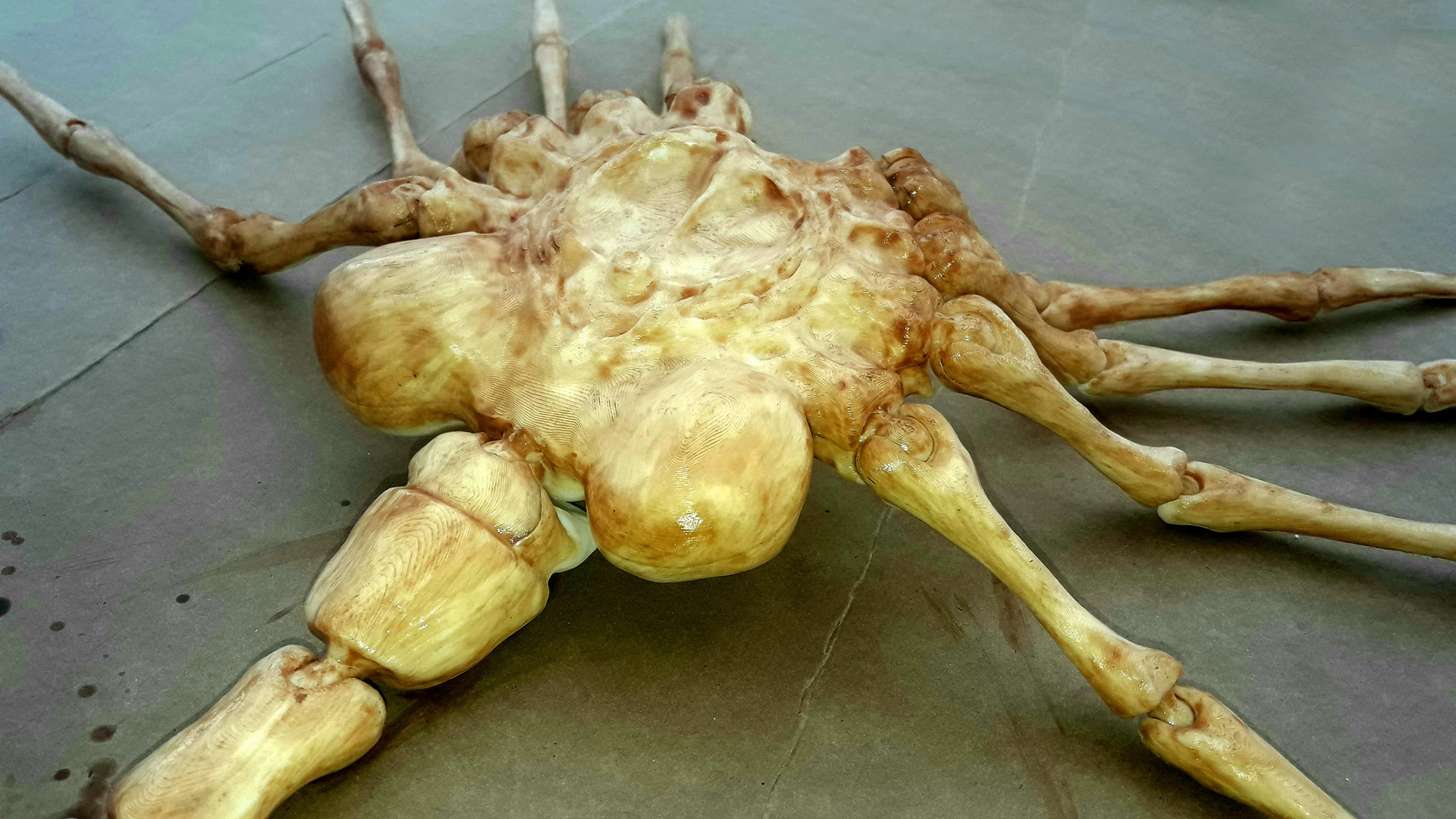 Facehugger Alien 04