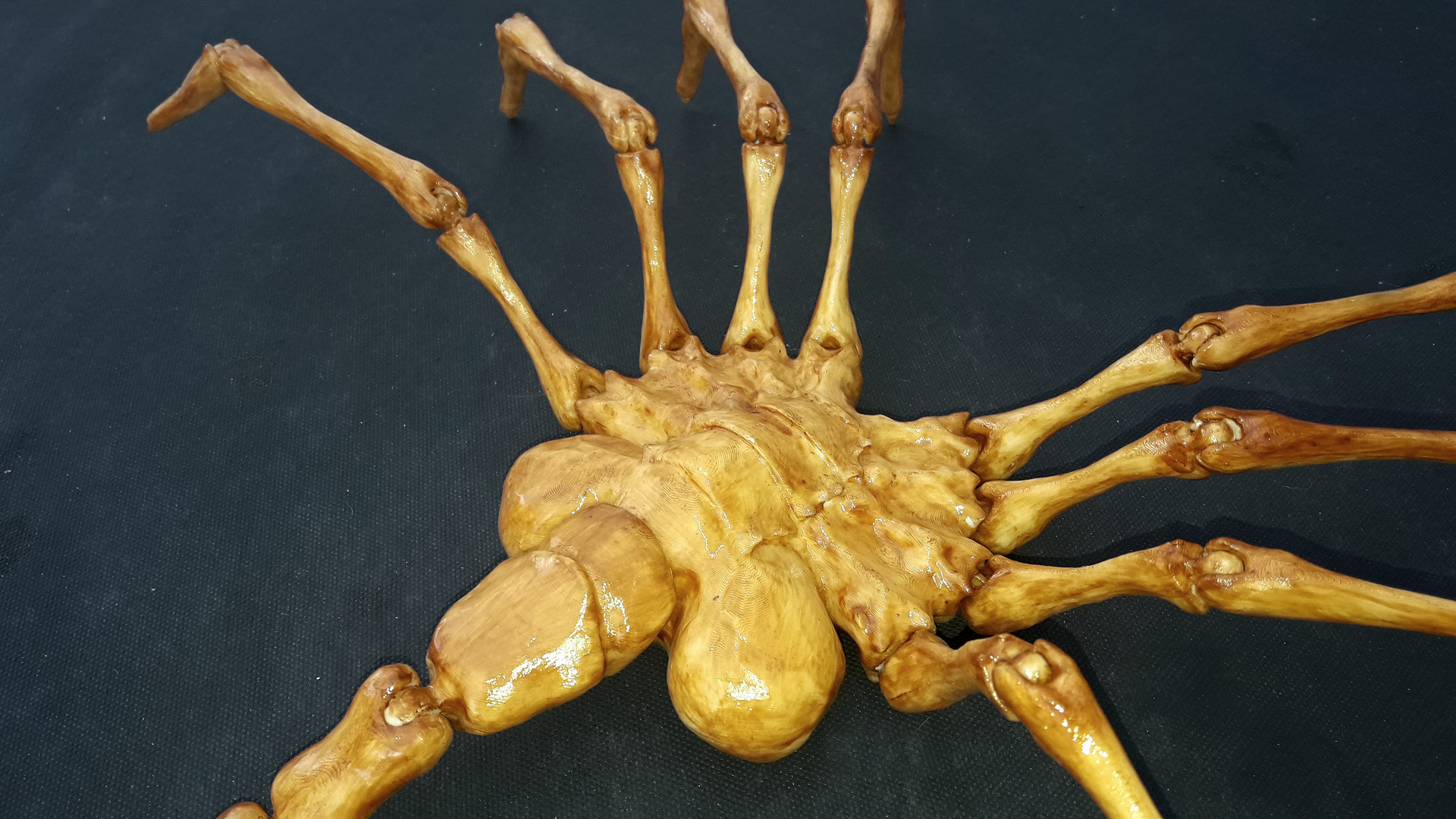 Facehugger Alien 06