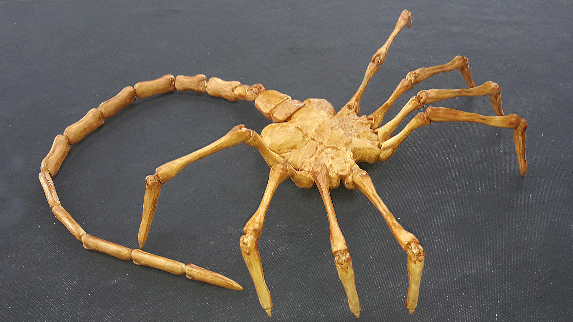 Facehugger Alien 07